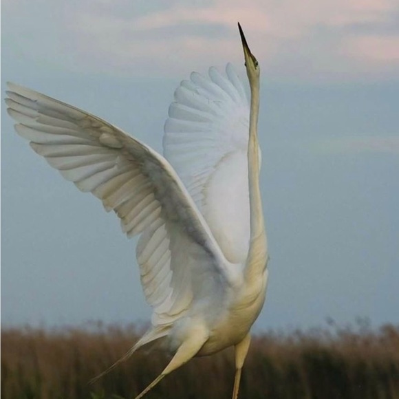Grey White House Black Market high heeled boots - Picture 9 of 13